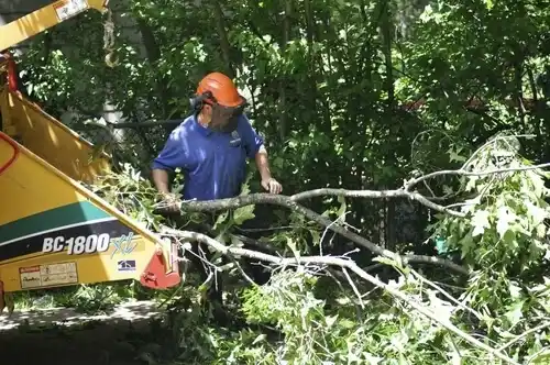 tree services Westminster